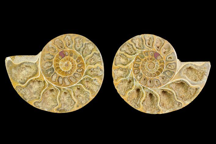 Cut & Polished Agatized Ammonite Fossil- Jurassic #131716